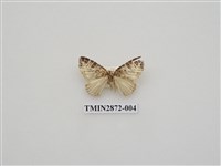 藏品(尺蛾598)的圖片